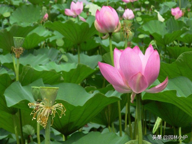 十大名花及其花语,世界上十大名花的花语