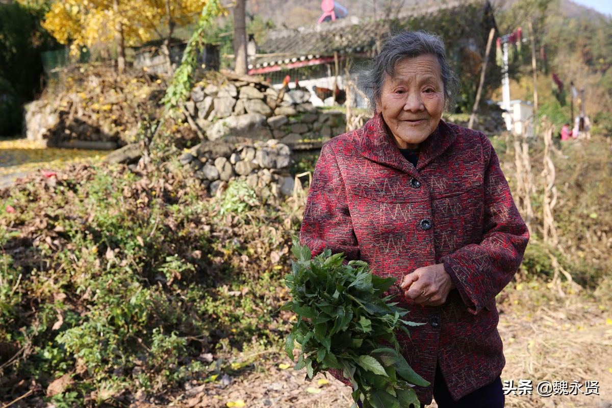 秦岭农家乐每天收入,秦岭农村菜地