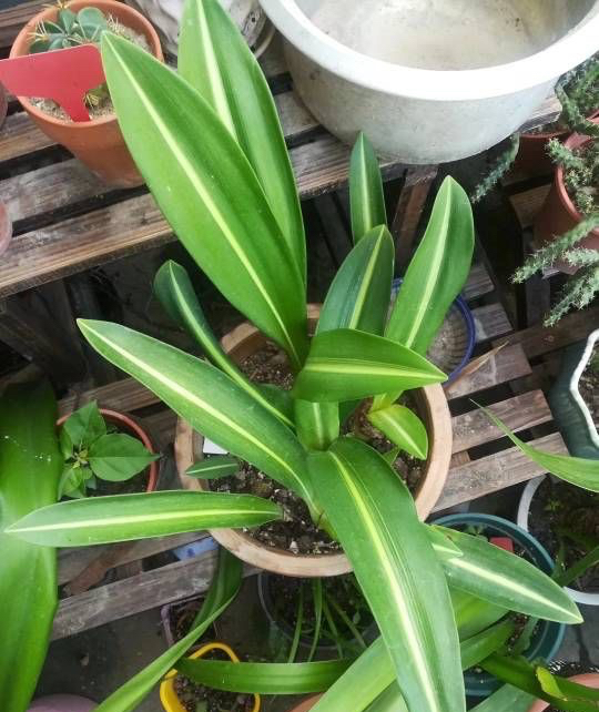 适于阳台种植的花种类,100种合适新手养的花庭院花卉