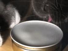 猫咪一副听不懂人话的样子,猫咪一副不太聪明的样子