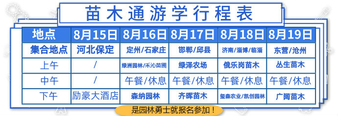 农村这种野草功效多,小时候常见能够吃的野草