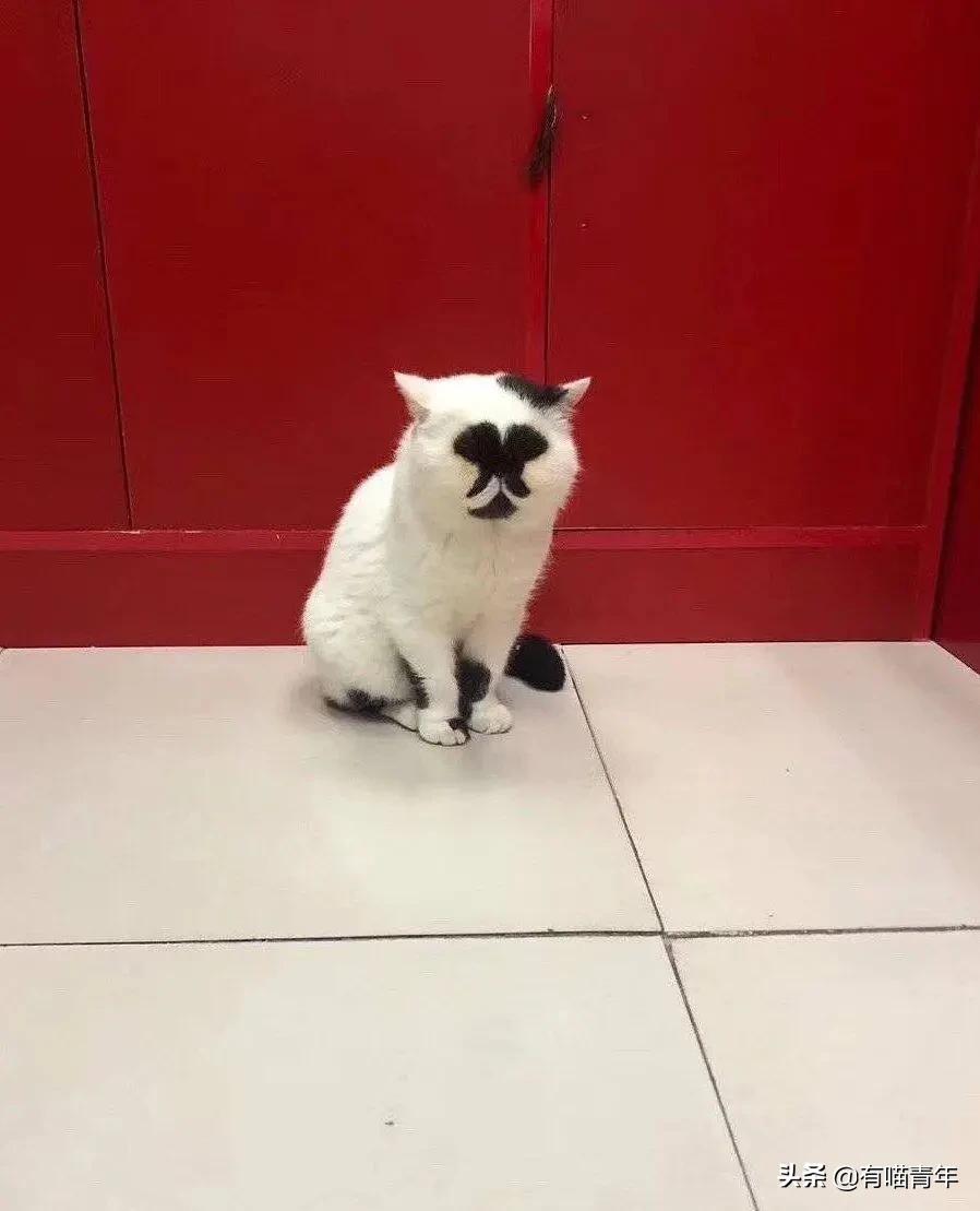 喷墨机为何突然对猫下此毒手？