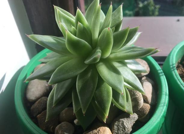 多肉植物夏天养护及浇水技巧经验,多肉植物什么时间段晒太阳最好