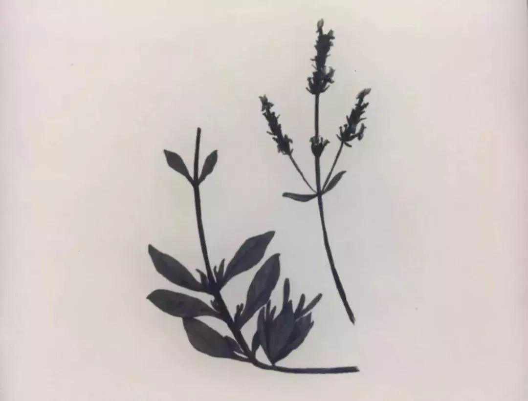 芳疗精油能帮助睡眠吗,芳疗对人体功能