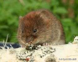 鸟类中最凶猛的是哪一个,鸟类捕食的12个无情时刻