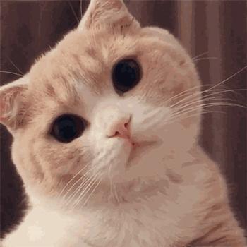 合租养猫劝退指南,《养猫劝退指南》