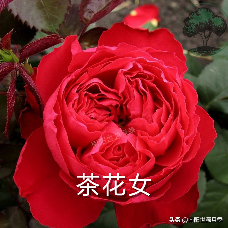 送你100朵玫瑰花,玫瑰花送谁都浪漫唯独送你不一样