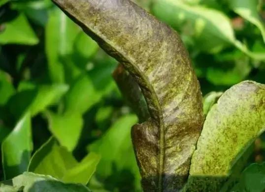 柑橘打锈壁虱最佳时间,柑橘锈壁虱怎么处理