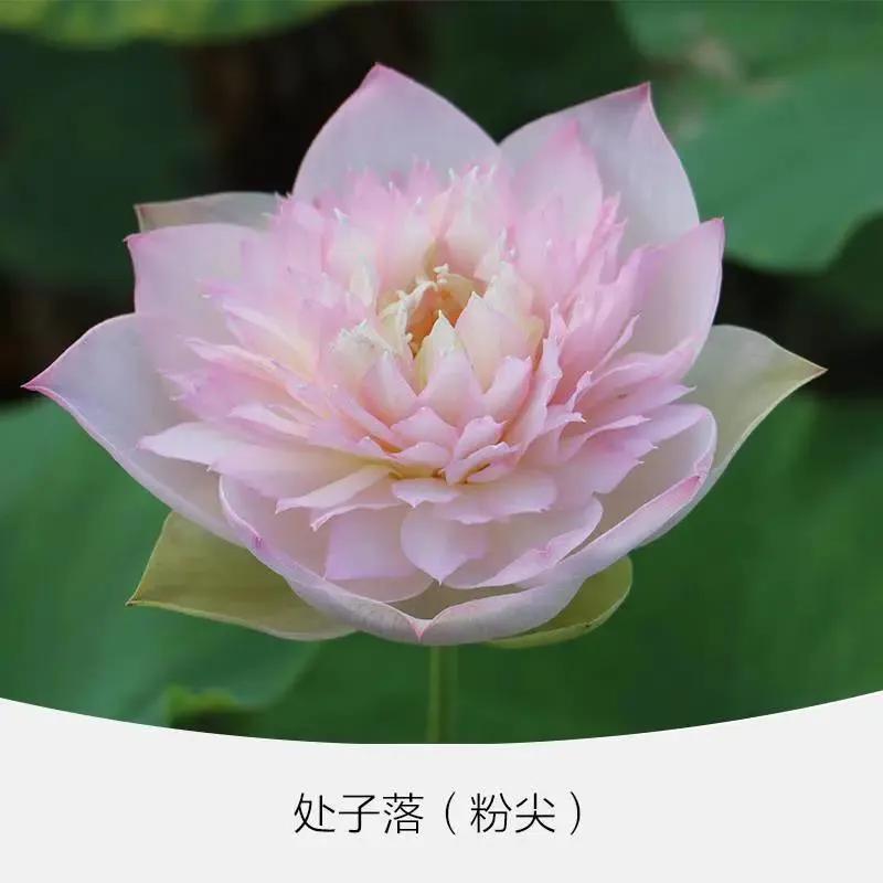 微型丰花碗莲有什么品种,微型碗莲合适种什么花