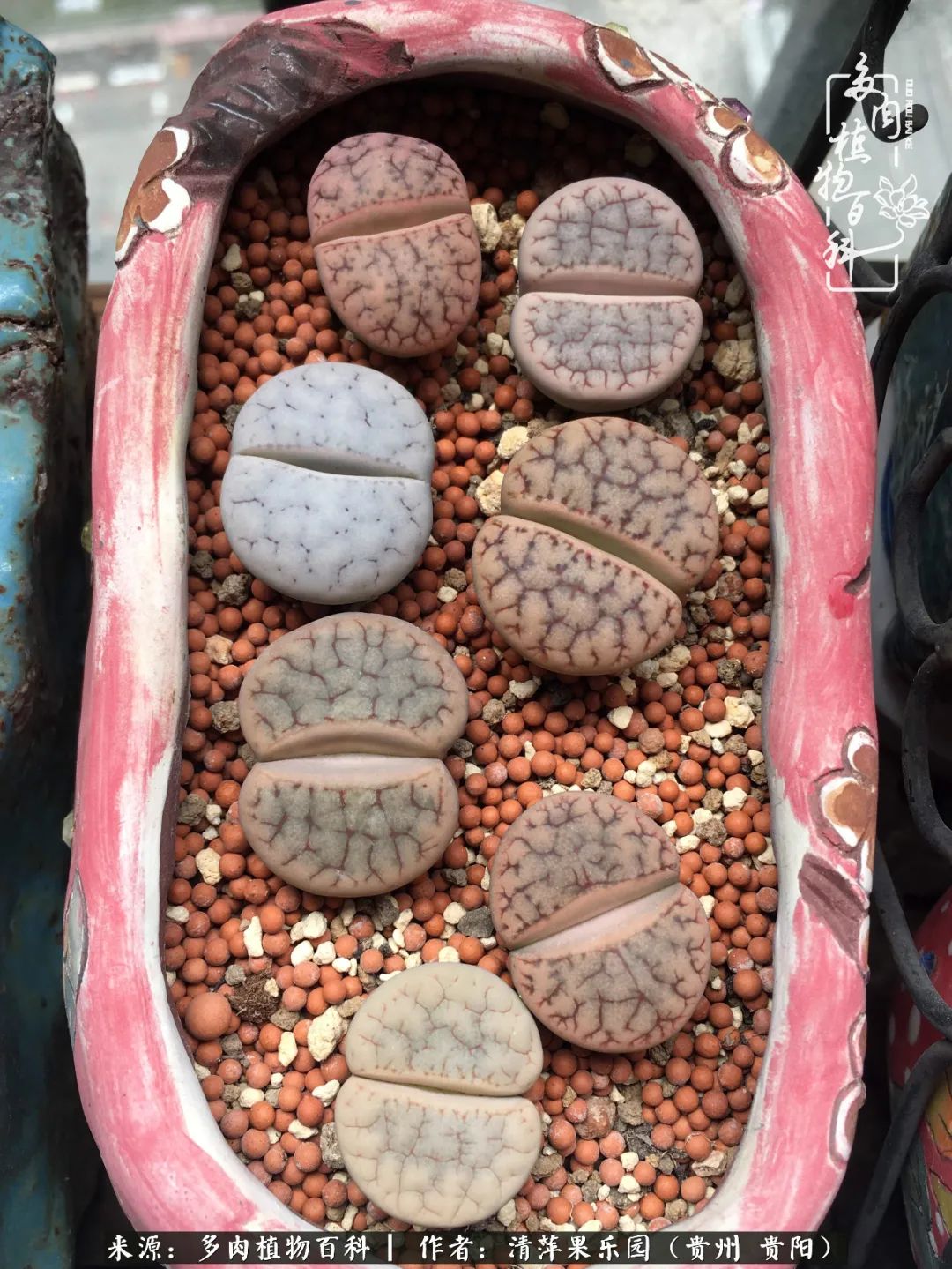 生石花庭院,晶莹剔透的生石花