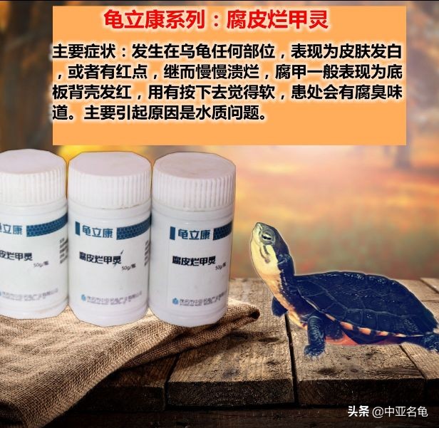 乌龟腐甲怎么治疗,乌龟腐甲病怎么办