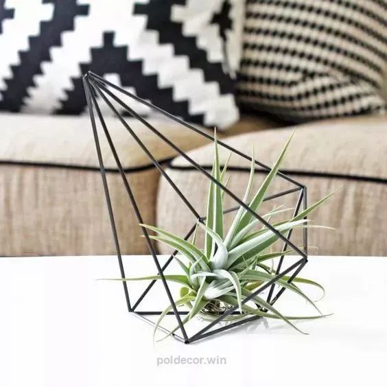 厨房除油烟味的植物,厨房吸油烟除异味