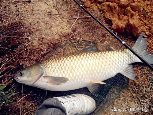 钓草鱼海竿用串钩好还是翻板钩好,海竿串钩水浅有淤泥怎么钓草鱼