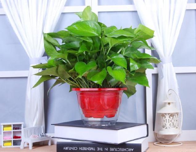 绿萝黄叶怎么回事应该怎样栽种,为什么每次给绿萝浇水绿萝会黄叶