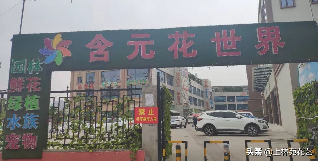 西安新年鲜花批发,西安鲜花店批发进货渠道