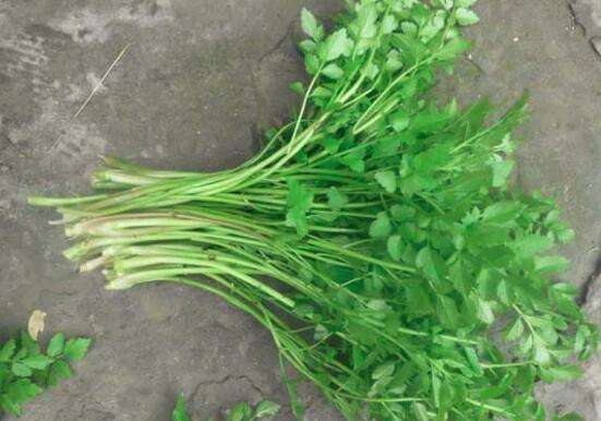 吃哪种蔬菜能够补充所有的营养,补充营养的蔬菜