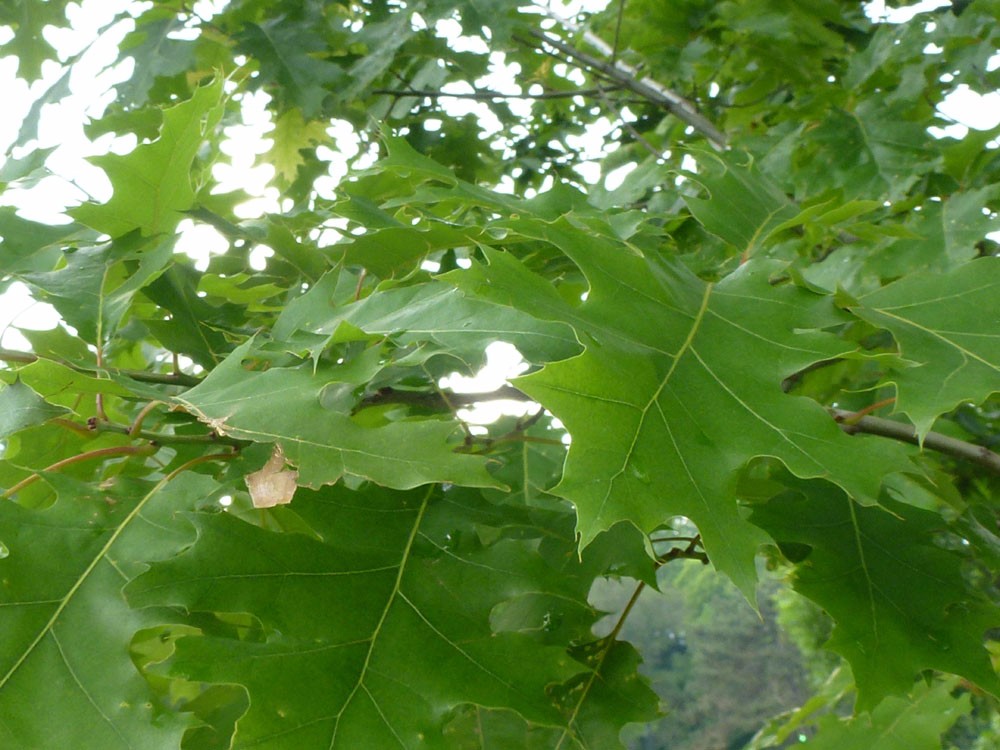 这5种植物的叶子到了秋天会变红色，合适种院子，有些能养成盆景