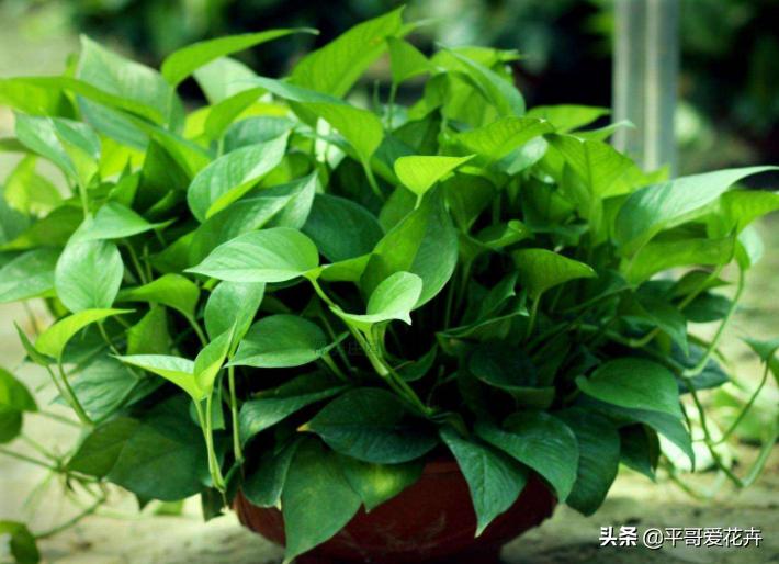 养花养根药片磨碎用上根系呼呼长,用什么药水能够让植物爆根