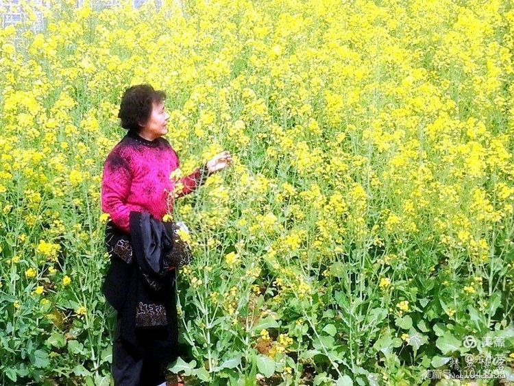 梦中的油菜花田,梦中的油菜花完全版