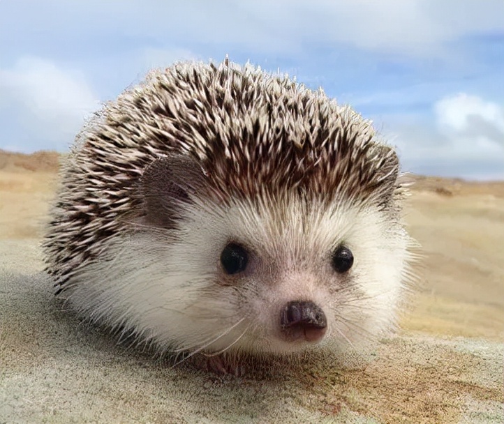 比较合适懒人养的宠物品种是什么,合适懒人养的六大便宜宠物