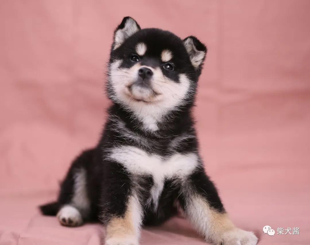 上海哪里能够买到柴犬,上海哪里买柴犬最好