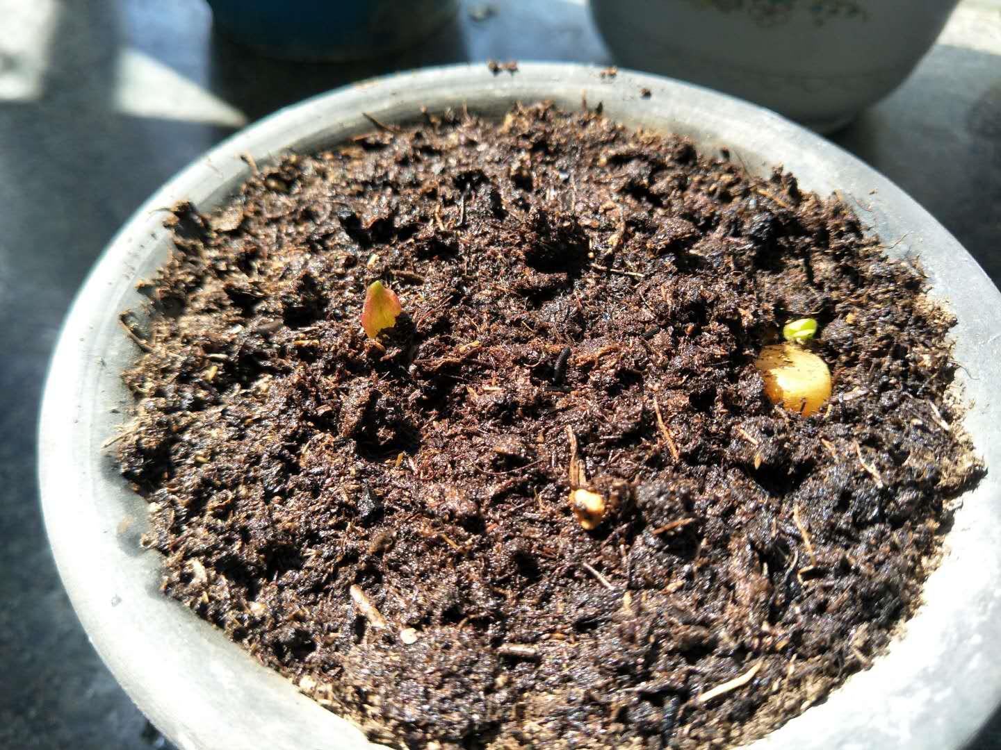 君子兰分株和播种的区别,君子兰长多大能够分株繁殖