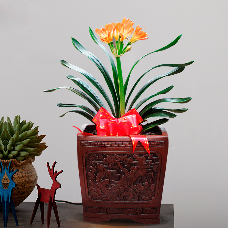 合适大盆养的4种花,这8种花最旺家只需养一盆