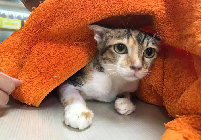 猫咪体重低怎么回事,猫咪体重忽上忽下
