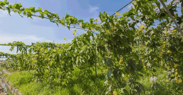 苏州太湖哪里好玩,苏州太湖西山景区