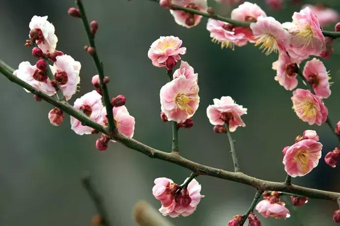 百花图谱大全100幅,工笔百花图谱100种
