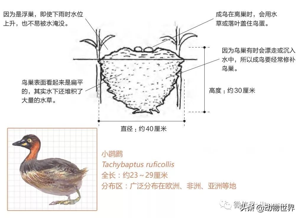 手绘动物地图,探索大自然手绘画