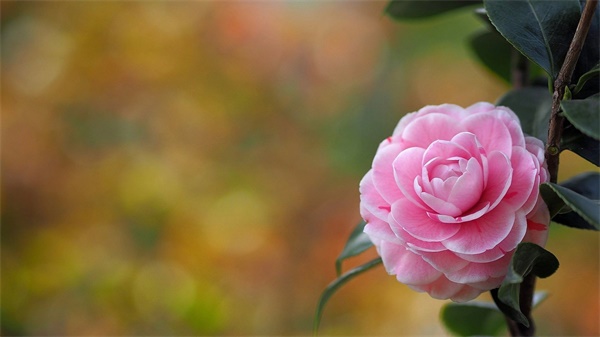 遇见这一场秋霜（外三篇）