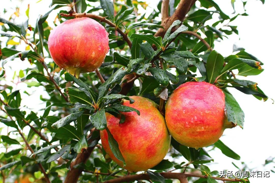 云南突尼斯软籽石榴爆汁不吐籽,甘甜爆汁突尼斯软籽石榴