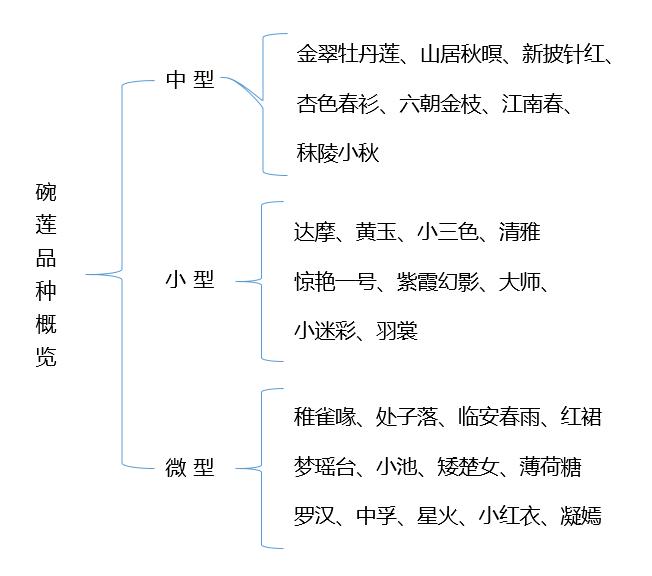 微型丰花碗莲有什么品种,微型碗莲合适种什么花