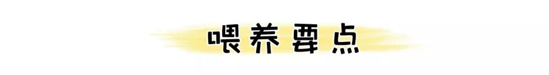 孕妇食谱4到6个月,辅食6个月食谱