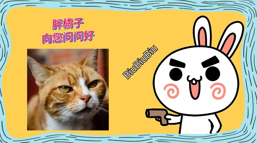 布偶猫是猫咪性格最好的吗,布偶猫的习性和特点及如何养猫