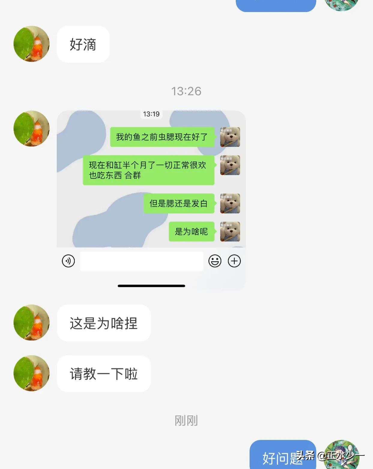 观赏鱼鱼鳃病能够用碘伏吗,观赏鱼鱼病治疗