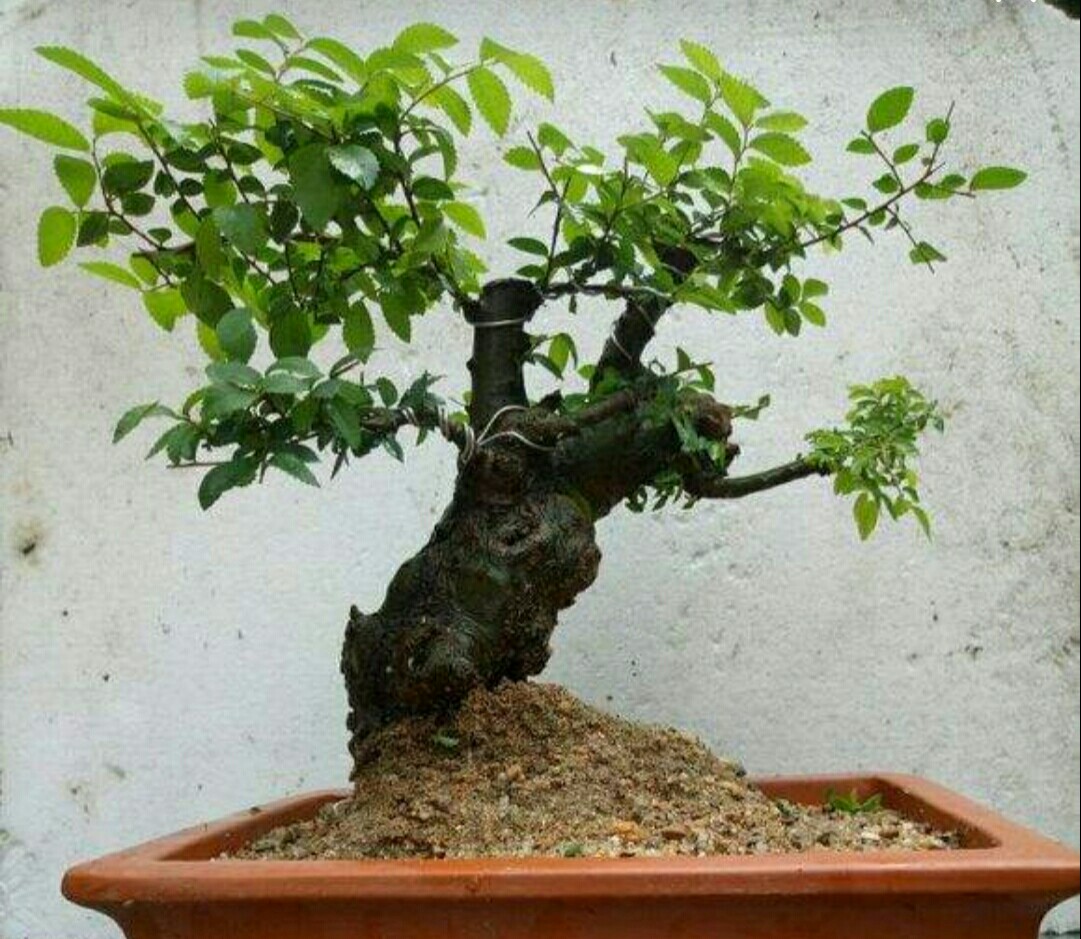 大型小叶榔榆上盆之前如何修剪,刚买的小叶榔榆上盆注意什么