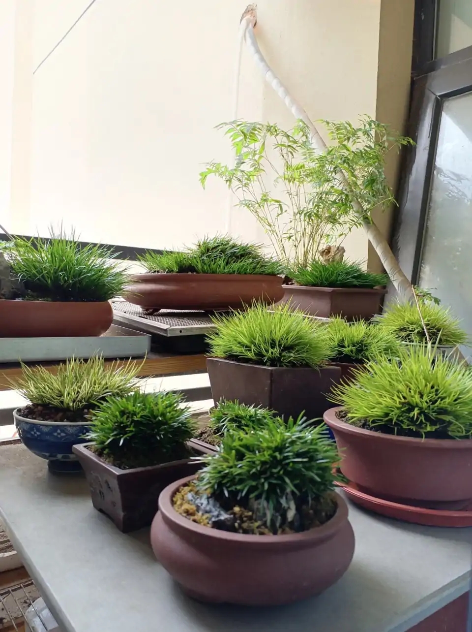 好看又好养的盆花,人养花也养人