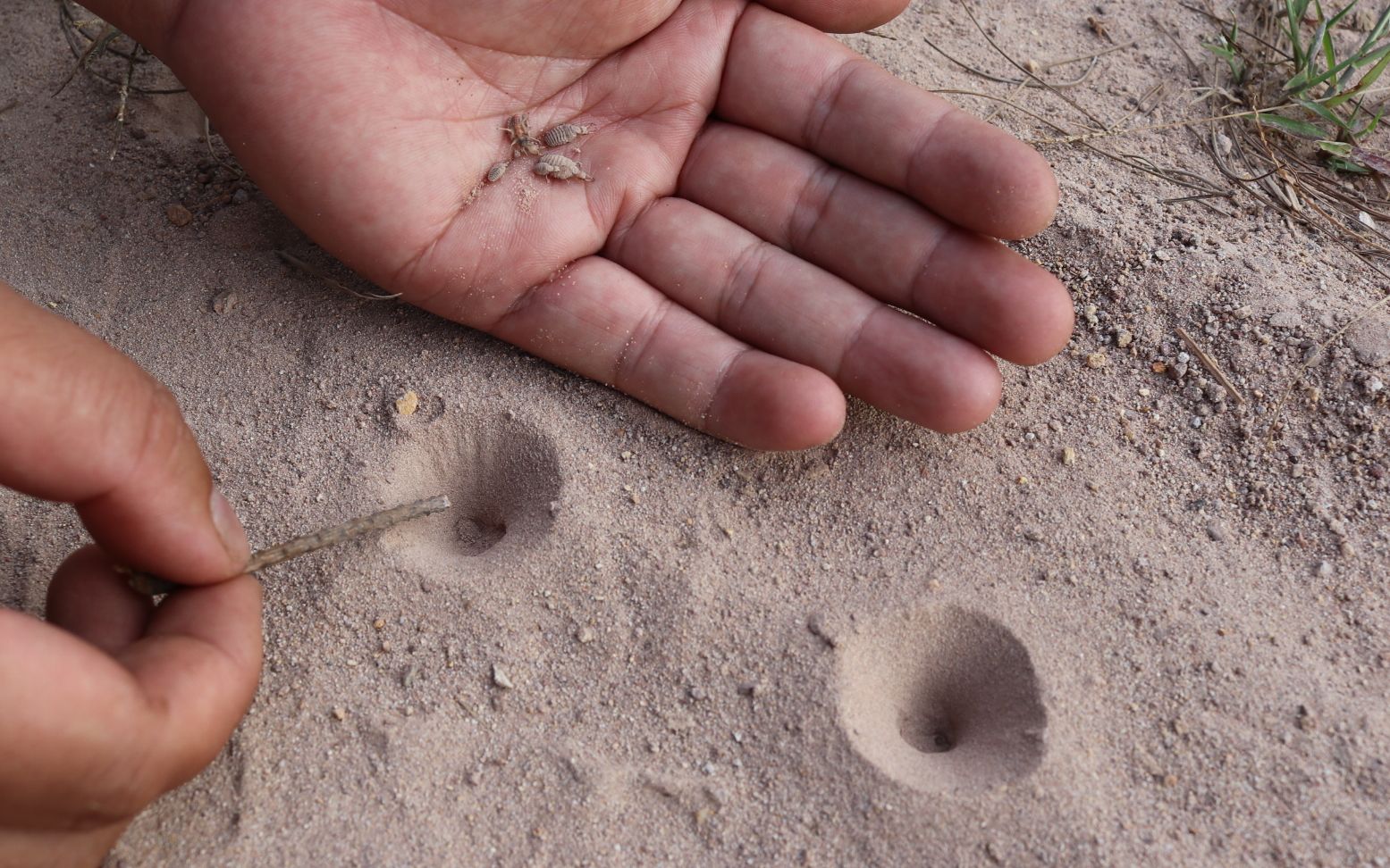 地牯牛专业捕捉,怎样大量捕捉地牯牛