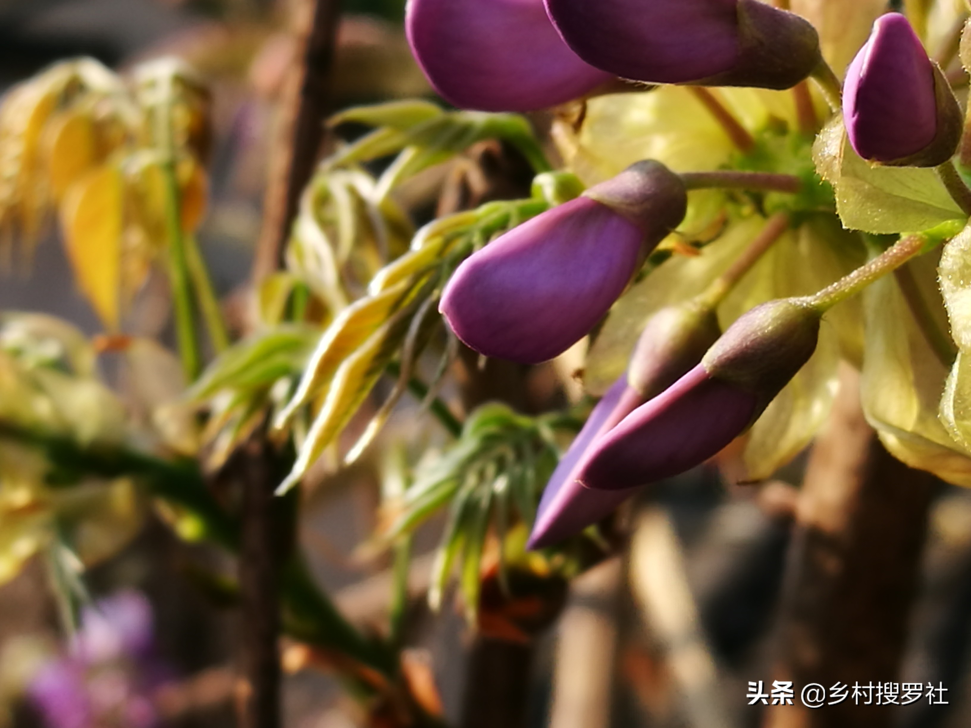 紫藤从幼苗开始经过几年才能开花,紫藤下山老桩的嫁接法