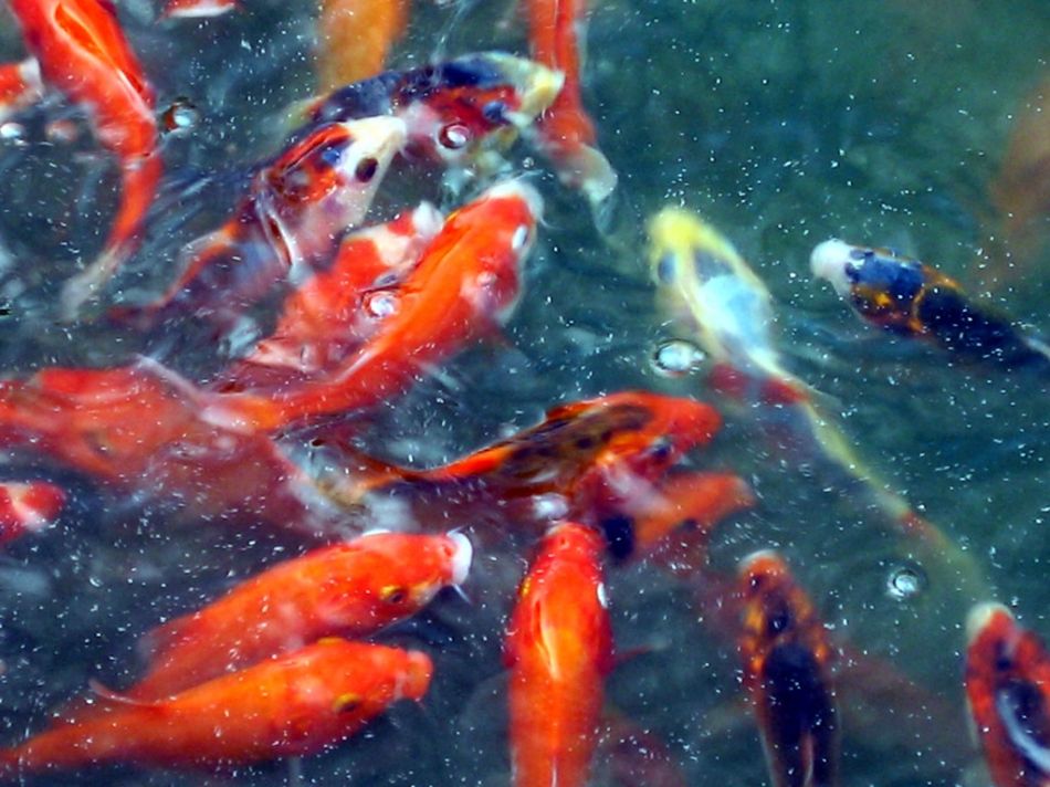 如何挑选能够长成巨型鱼的锦鲤,锦鲤如何挑选能长成大鱼的品种