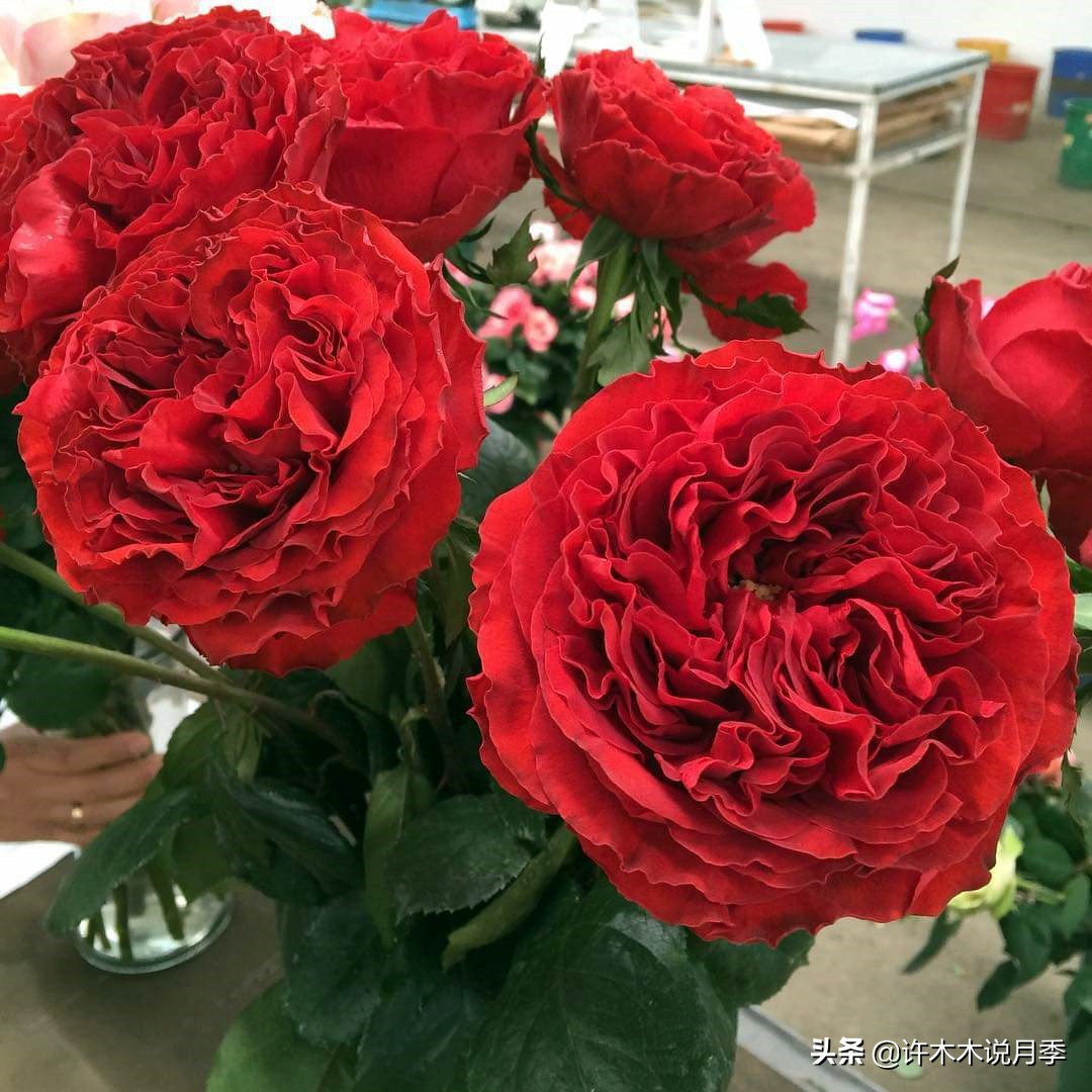 月季的养护方法和管理,月季的养护方法及注意事项