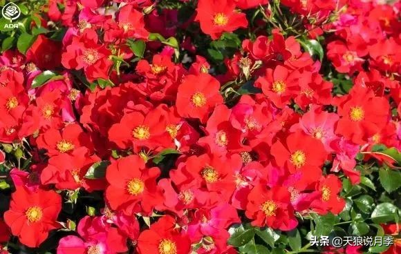 不用修剪的月季,不用打药的月季