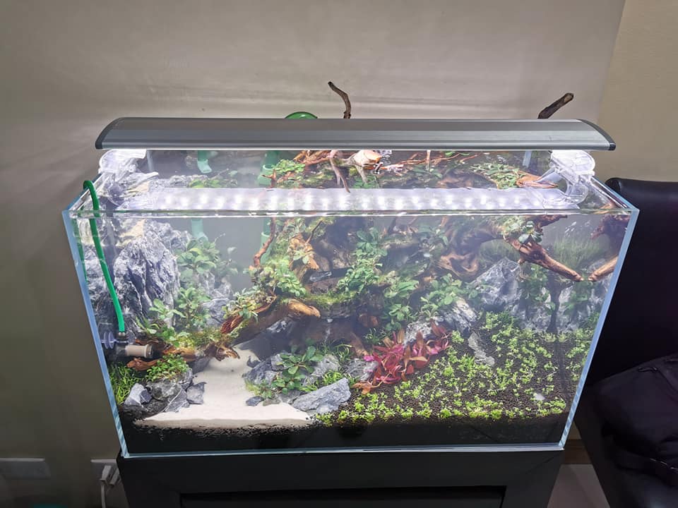 鱼缸用土霉素后怎么让水变白,金鱼缸水变白怎么处理