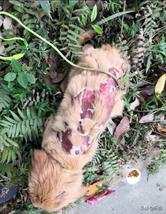 气到发抖对身体有哪些影响,气抖冷梗出处