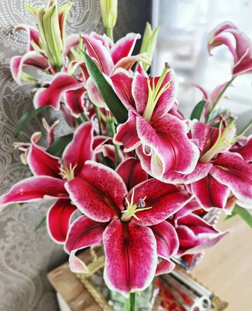 秋日赏花，百合必须要拥有姓名