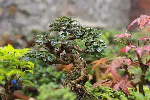 养花需要用到比较贵的东西,养花很贵自己养自己