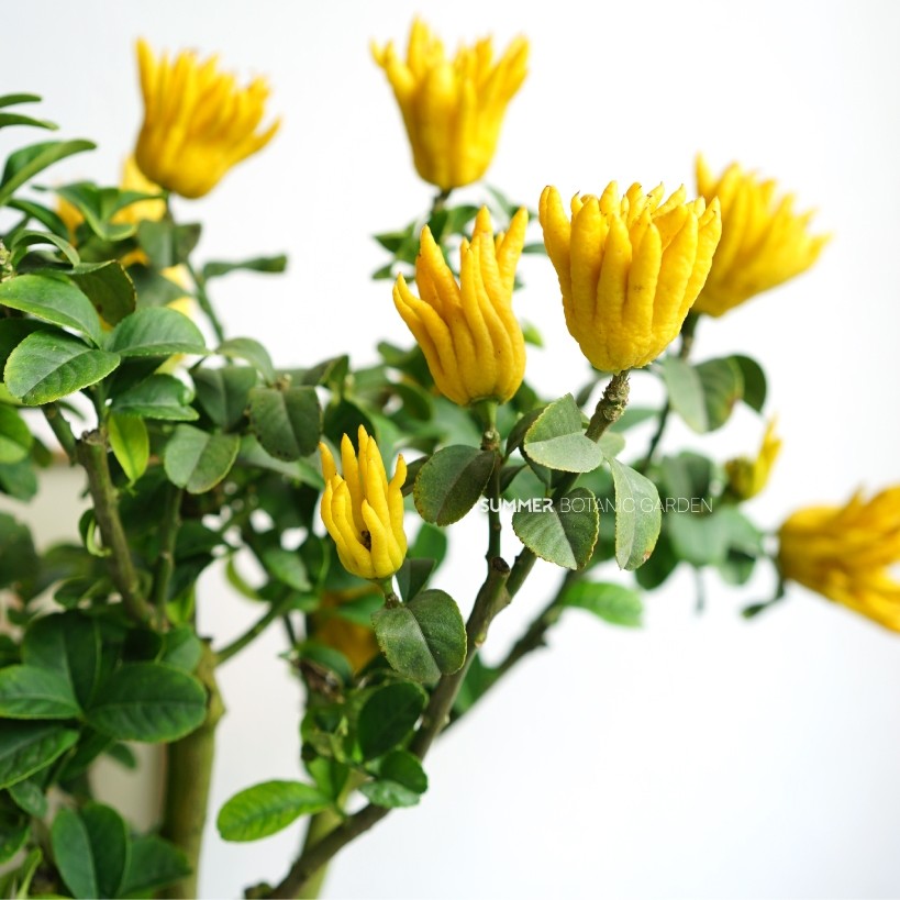 小时候怎么没听说过佛手瓜,佛手瓜和佛手不是一种东西吧