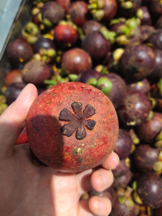 山竹挑选看三点,山竹怎么看才知道里面是好的